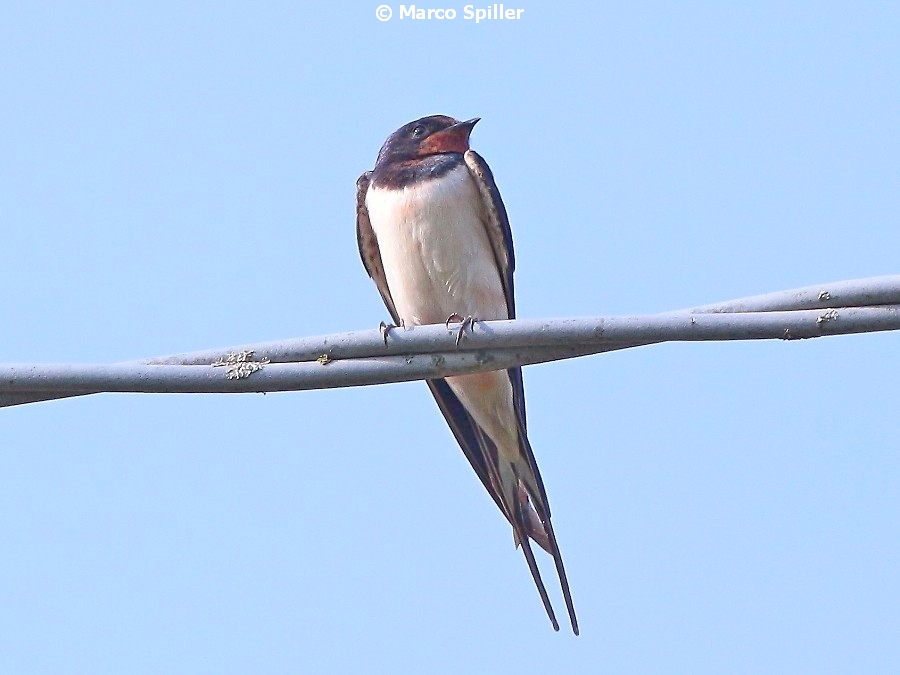 Hirundo rustica - adulto e giovane